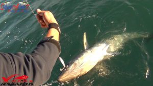 natural tuna