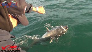 natural tuna2